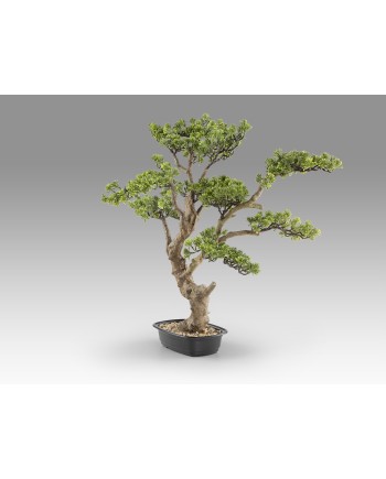 SOKAN - BONSAI 81CM